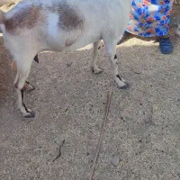 بز چاق|حیوانات مزرعه|مهران (هرمزگان), |دیوار