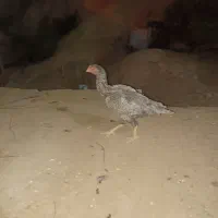 خروس مرغ لاری|حیوانات مزرعه|شیراز, کرونی(خاتونک)|دیوار