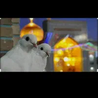 سفرزیارتی مشهد مقدس ۱۰ روزه|تور و چارتر|میناب, |دیوار