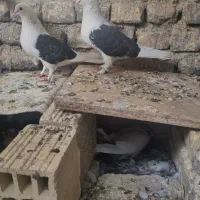 دوکت سیاه پرشی