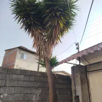 یوکا