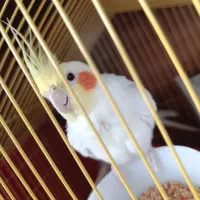 یک جفت عروس هلندی لوتینو چشم شرابی تخم گذار|پرنده|سهند, |دیوار