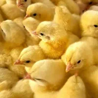 جوجه گوشتی رشد در ۴۰ روز تضمینی همراه مشاوره