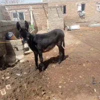 الاغ ماده یک ساله