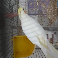 عروس هلندی دستی|پرنده|اسفراین, |دیوار