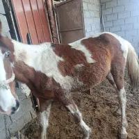 اسب|اسب و تجهیزات اسبسواری|مسجد سلیمان, |دیوار