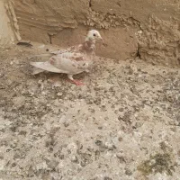 کبوتر|پرنده|آبپخش, |دیوار