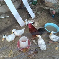 تعدادی اردک به فروش می رسد