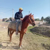 اسب|اسب و تجهیزات اسبسواری|جلگه رخ, |دیوار