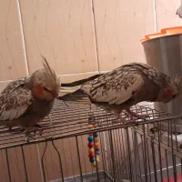عروس هلندی