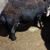 دو عدد گوسفند عالی و درشت|حیوانات مزرعه|خان ببین, |دیوار