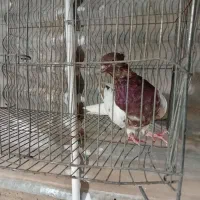 ماده سردار|پرنده|رفسنجان, |دیوار