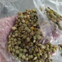عدس