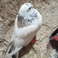 کبوتر|پرنده|ساروق, |دیوار