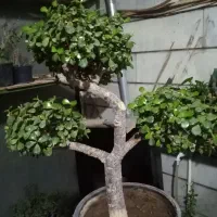 بونسای (جید) کراسولا