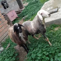 قوچ بروجردی آماده برکت سیاه ۴سال وسفید شیشک شده