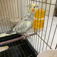 عروس هلندی مولد