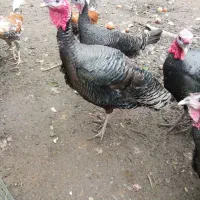 دو تا بوقلمون نر جوان یک سال برای فروش