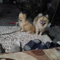سگ پامر عروسکی  مینی سایز