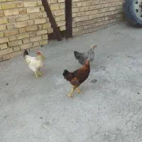 جوجه بدون هیچ مریضی