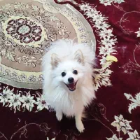 واگذاری پامر اشپیتز(روباهی)اصیل