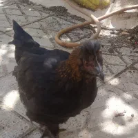 مرغ بلک استار