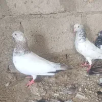 کفتر ضمانتی گلدن سلیتی