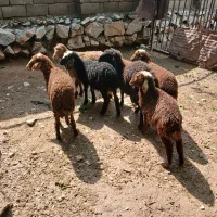 گوسفند یا کاور ماده