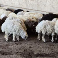 چوپان