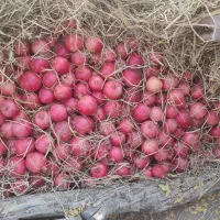 فروش انار قصردشت|خوردنی و آشامیدنی|شیراز, فرهنگ شهر|دیوار