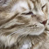 گربه dlh|گربه|تفت, |دیوار