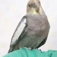 جوجه عروس هلندی سینامون نر|پرنده|سنندج, |دیوار