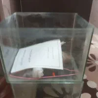 ۲ عدد آکواریوم