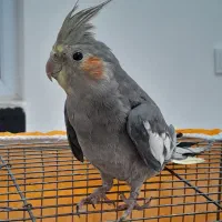 عروس هلندی نر۷ماهه