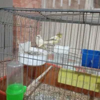 یک جفت قناری