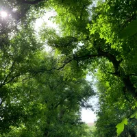 زمین-460-متری-دور-دیوار-داخل-بافت-بهار-دونبش