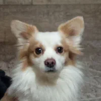 سگ پامرروباهی