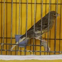 قناری نر شل و قرص خون درجه یک|پرنده|ملایر, |دیوار