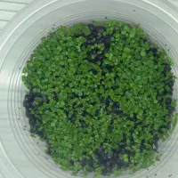 چمن آکواریوم