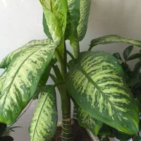 گل آپارتمانی