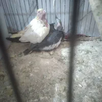 فروش عروس هلندی ب علت مهاجرت