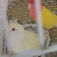 برزیلی کارداده