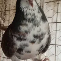 ماده خوشرنگ