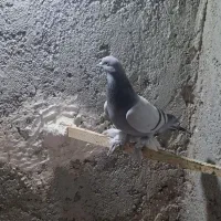 یاهو اصل|حیوانات|بهار, |دیوار