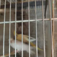 جفت عروس هلندی مولد با جوجه|پرنده|تهران, نازی‌آباد|دیوار