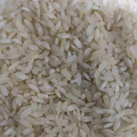 برنج  کامفیروزی