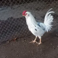 خروس گلین اصیل