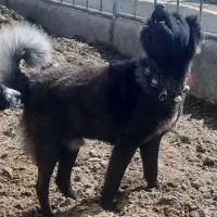 سگ قدرجونی نگهبان وگله ای