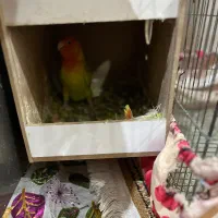 طوطی برزیلی اوپال