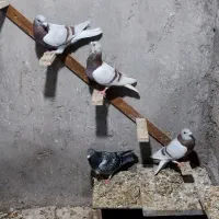 کبوتر پوس پیازی|پرنده|شیراز, میرزاکوچک خان|دیوار